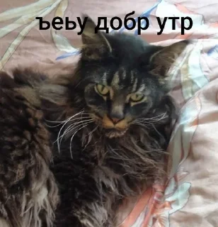 🌟 emoji Малфуша и Мишаня Telegram sticker 23 of 27