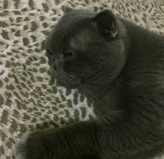 🌟 emoji Малфуша и Мишаня Telegram sticker 8 of 27