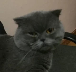🌟 emoji Малфуша и Мишаня Telegram sticker 7 of 27