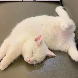 😴 emoji ♡Кот кот кот ♡ Telegram sticker 24 of 29