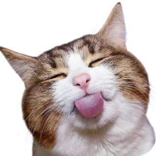 🐱 emoji Funny cats by @maved_stleslmra Telegram sticker 9 of 15
