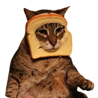 🐱 emoji Funny cats by @maved_stleslmra Telegram sticker 5 of 15