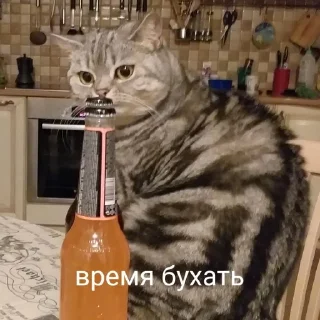 🍻 emoji Тифаня Telegram sticker 22 of 24