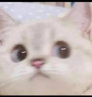 🫣 emoji Котес Telegram sticker 22 of 39