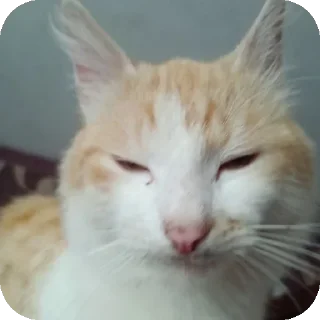 🐱 emoji Cotiki😍 Telegram sticker 5 of 120