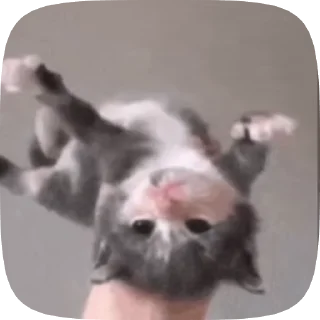 😃 emoji кошенята | @krikolvix Telegram sticker 19 of 30