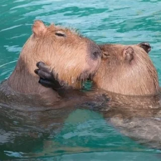 😘 emoji Капибарчики Telegram sticker 12 of 120