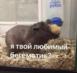 🙈 emoji мой ванюшик Telegram sticker 18 of 32