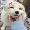 🌟 emoji Веселые белые лисы! Telegram sticker 21 of 52