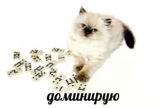 🌟 emoji Мемы про котиков Telegram sticker 5 of 66