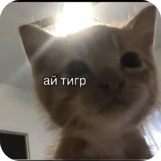 🐅 emoji Самый лучший крутой классный в Telegram sticker 9 of 120