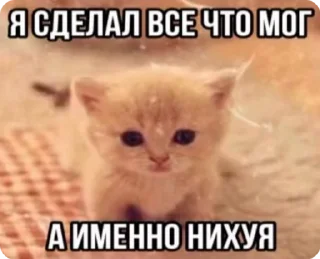 🌟 emoji Мемы про котиков Telegram sticker 11 of 66
