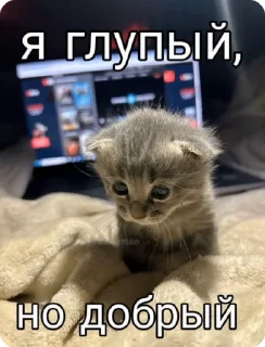 🌟 emoji Мемы про котиков Telegram sticker 24 of 66