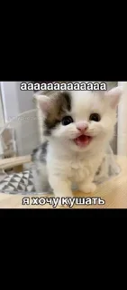 🍽 emoji Котики Telegram sticker 9 of 90