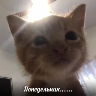 😵 emoji Пекчи для общения Telegram sticker 8 of 37