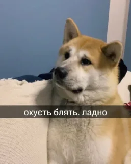 🤨 emoji картиночки Telegram sticker 16 of 70