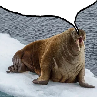 🦭 emoji боевые Telegram sticker 12 of 37