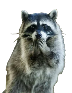 Sticker from RACCOON