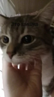 🌟 emoji Для шишечки крч 🌺💞 Telegram sticker 21 of 26