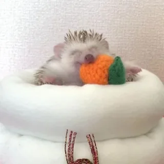 🦔 emoji hedgehogs Telegram sticker 21 of 120