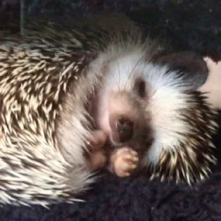 😴 emoji Ёжики (@safthome) Telegram sticker 23 of 120