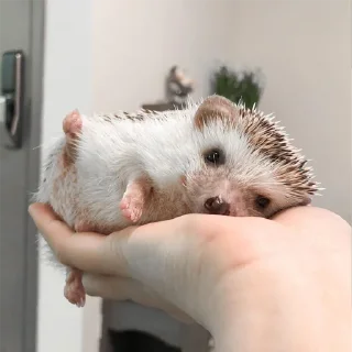 ✋ emoji Jane's Hedgehogs Telegram sticker 15 of 43