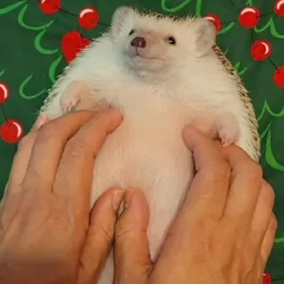 🦔 emoji hedgehogs Telegram sticker 18 of 120