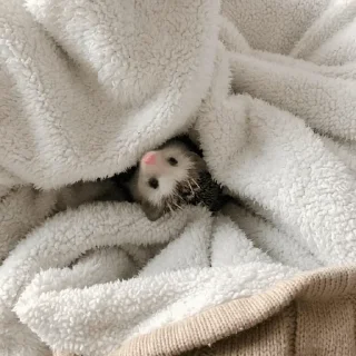 🦔 emoji hedgehogs in every day Telegram sticker 15 of 15