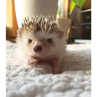 🏃‍♀️ emoji Jane's Hedgehogs Telegram sticker 17 of 43