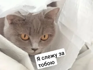 🌟 emoji Стікерии Telegram sticker 13 of 51