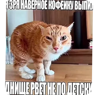🐱 emoji Втф @KezNL Telegram sticker 5 of 117