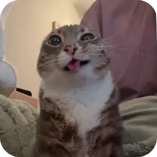 🐱 emoji Втф @KezNL Telegram sticker 6 of 117