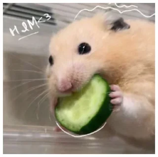 🥒 emoji ꒰ хомячки ꒱ @plusikradom Telegram sticker 21 of 40