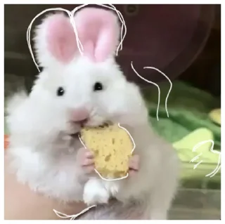 🐰 emoji ꒰ хомячки ꒱ @plusikradom Telegram sticker 6 of 40
