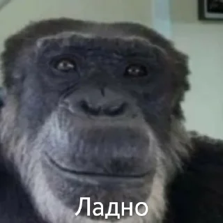 🐵 emoji Емоції життя Telegram sticker 18 of 85