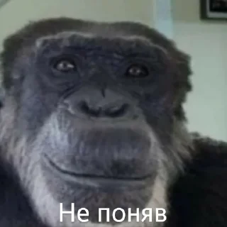 🐵 emoji Емоції життя Telegram sticker 7 of 85