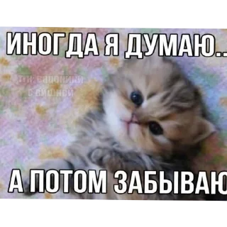 🥰 emoji Пиздец а не жизнь Telegram sticker 2 of 15