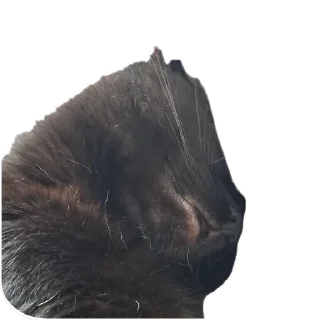 🐱 emoji Сусик Telegram sticker 9 of 14