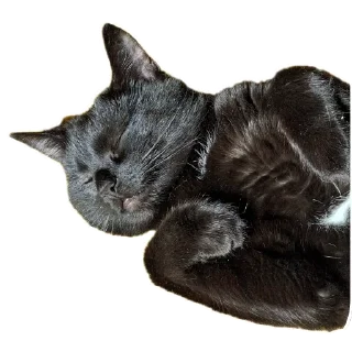 🐱 emoji Сусик Telegram sticker 7 of 14