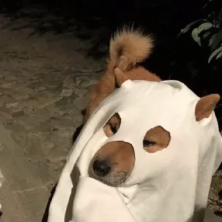 👻 emoji 👻Halloween animals🎃 Telegram sticker 13 of 13