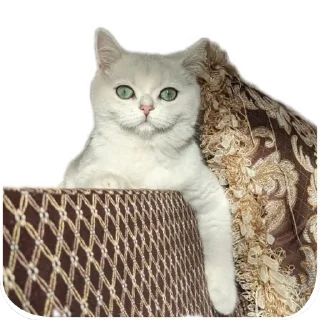 🌟 emoji Синя Telegram sticker 12 of 66