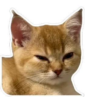 🫥 emoji kitten Telegram sticker 11 of 36