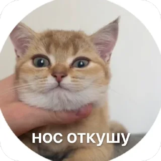 🫥 emoji Луна 🌙 Telegram sticker 13 of 56