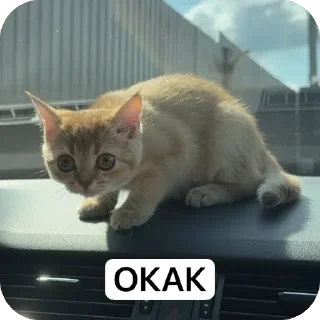 🫥 emoji kitten Telegram sticker 6 of 36