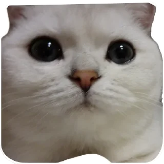 🌟 emoji Синя Telegram sticker 14 of 66