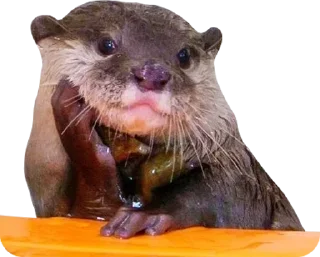 🛸 emoji Otters and RYT Telegram sticker 8 of 88