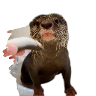🐟 emoji Otters and RYT Telegram sticker 23 of 88