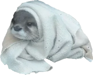 🛸 emoji Otters and RYT Telegram sticker 7 of 88