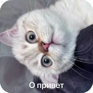 😳 emoji Сёмочка Telegram sticker 13 of 56