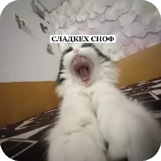 😳 emoji Коты Telegram sticker 8 of 18